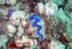 Giant Clam: I was able to catch this shot before the Clam... by Yasser Badr 